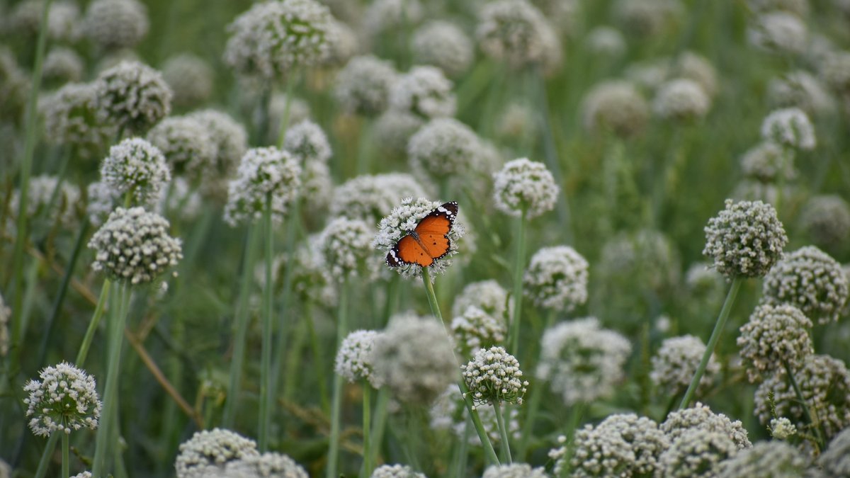 Sobriété numérique des entreprises